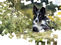 Pies, Border collie, Kwiaty, Czarno-biały