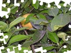 Liście, Grejpfrut, Zielone