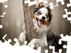 Jęzor, Drzewo, Border collie, Mordka, Pies