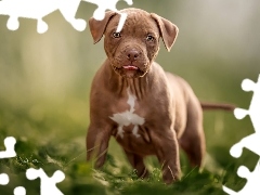 Pit Bull terrier, Pies, Szczeniak