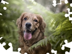 Paprocie, Pies, Golden Retriever