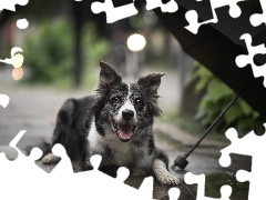 Pies, Chodnik, Parasol, Border collie