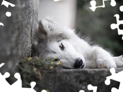 Pies, Siberian husky, Murek, Leżący