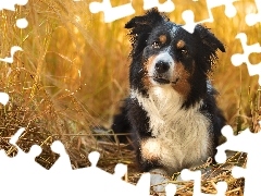 Zboże, Pies, Border collie