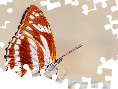 Kamień, Rozmycie, Brązowo-biały, Athyma fortuna, Motyl
