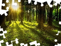 Mech, Las, Runo, Promienie słońca, Gałązki, Drzewa