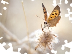 Makro, Czerwończyk żarek, Roślina, Motyl