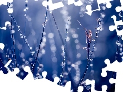 Modliszka, Trawa, Bokeh, Źdźbła