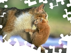 Mama, Kotek, Kocia