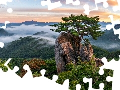 Mgła, Góry, Skała, Sosna, Drzewa