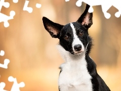 Pies, Border collie, Mordka, Biało-czarny
