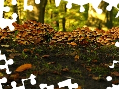 Kapelusze, Grzybki