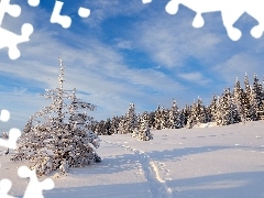 Świerki, Zima, Ścieżka, Chmury, Śnieg, Las