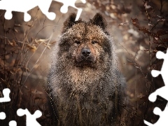 Pies, Spojrzenie, Gałęzie, Szpic Eurasier