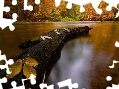 Liście, Drzewo, Jesień, Jezioro
