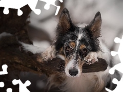 Gałąź, Border collie, Drzewo