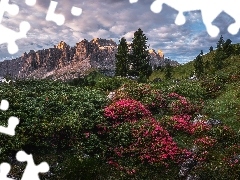 Dolomity, Dolina Van Gardena, Różaneczniki, Drzewa, Włoch