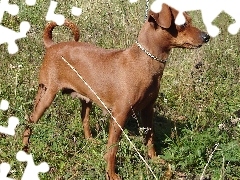 Pinczer miniaturowy, rudy