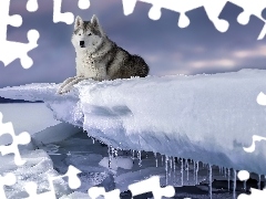Zima, Pies, Siberian husky