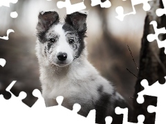 Szczeniak, Pies, Border collie