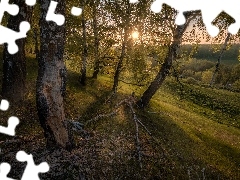 Drzewa, Wzgórze, Słońce, Brzozy
