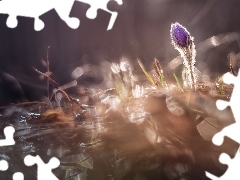 Sasanka, Bokeh