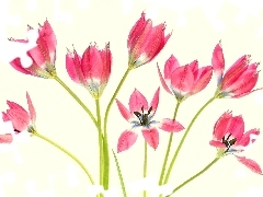 Jasnożółte, Tło, Czerwone, Kwiaty, Tulipany