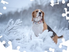 Ośnieżone, Rośliny, Beagle, Zima, Pies