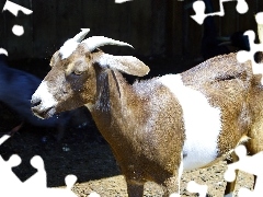 Kozioł