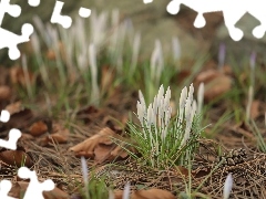 Igliwie, Krokusy, Pąki