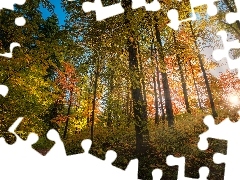 Promienie słońca, Ścieżka, Drzewa, Lato, Las