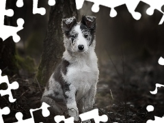 Pies, Szczeniak, Drzewa, Border collie