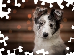 Border collie, Pies, Klapnięte, Uszy, Mordka, Szczeniak
