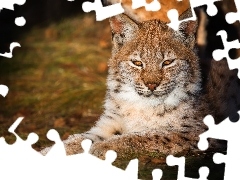 Leżący, Słońcem, Ryś, Oświetlony