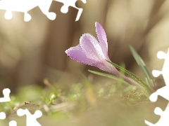 Krokus, Liliowy, Pochylony