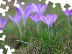 Kwiaty, Krokusy, Jasnofioletowe