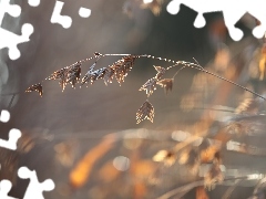 Owad, Trawa, Źdźbło