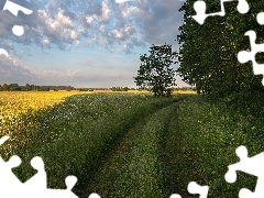 Kwiaty, Drzewa, Droga, Łąka, Polna
