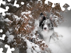 Pies, Ośnieżone, Gałązki, Border collie
