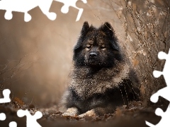 Eurasier, Gałązki, Pies, Szpic, Leżący