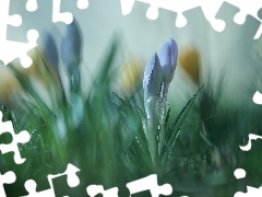Pąki, Niebieskie, Krokusy