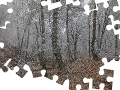 Liście, Szron, Las, Drzewa, Zima