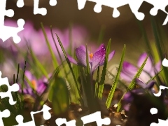 Fioletowy, Krokus, Zbliżenie, Kwiat