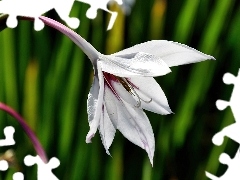 Acidanthera