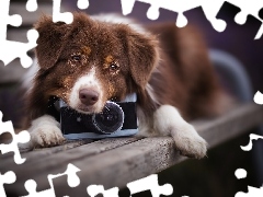 Pies, Aparat fotograficzny, Ławka, Owczarek australijski