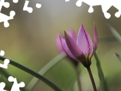Różowy, Kwiat, Zbliżenie, Tulipan