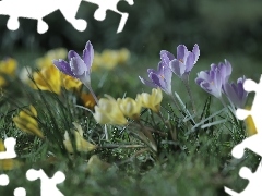 Liliowe, Krokusy, Kwiaty, Żółte