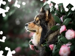 Pies, Fiński lapphund, Profil, Szpic