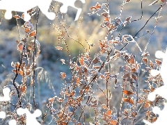Gałęzie, Rośliny, Liście