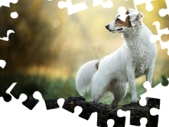 Brązowe, Pies, Kłoda, Bokeh, Łaty, Biały